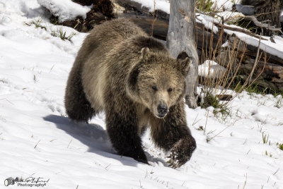 Grizzly Snow YNP May 2025